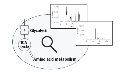 targetedMetabolomics